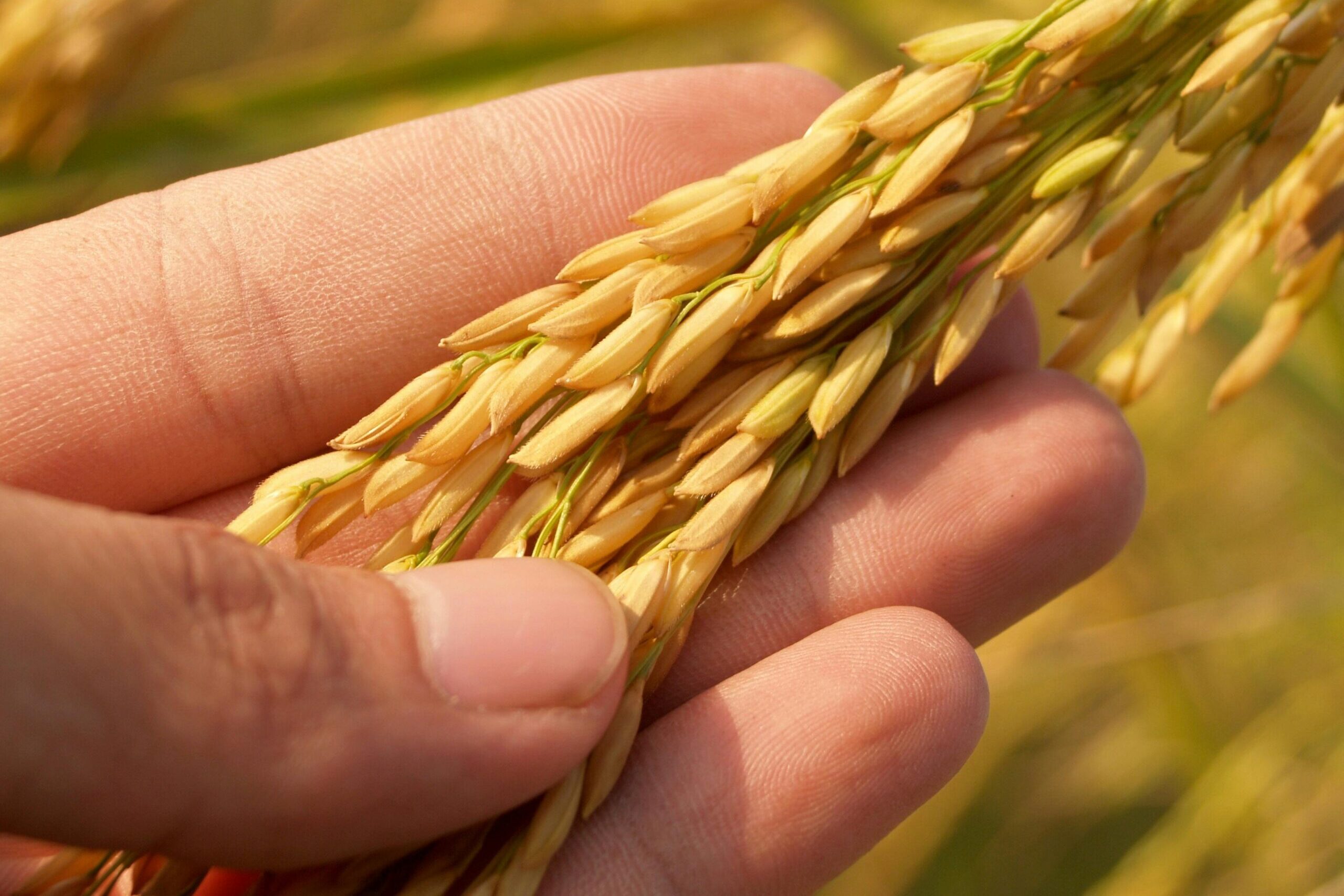 naturopatia kinesiologia alimentar